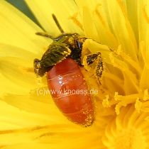 Blutbiene - Sphecodes sp.