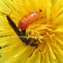 Blutbiene - Sphecodes sp.