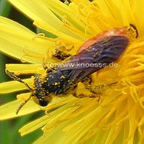 Blutbiene - Sphecodes sp.