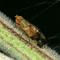 Distelbohrfliege - Urophora cardui