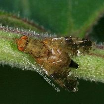 Gistelbohrfliege - Urophora cardui