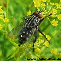 Graue Fleischfliege - Sarcophaga carnaria