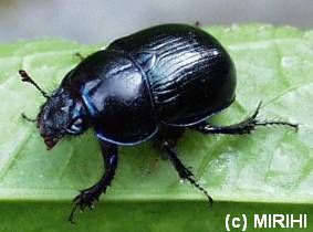 Waldmistkfer - Anoplotrupes stercorosus