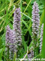 Geflecktes Knabenkraut - Dactylorhiza maculata