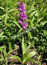 Grosses Knabenkraut - Orchis masculata