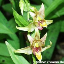 Sumpfwurz Epipactis palustris