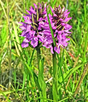 bersehenes Knabenkraut - Dactylorhiza praetermissa