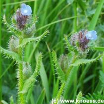 Acker-Krummhals - Anchusa arvensis