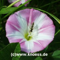 Ackerwinde Convolvulus arvensis