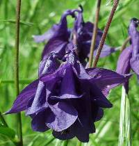 Akelei - Aquilegia vulgaris