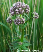 Arznei-Baldrian - Valeriana officinalis