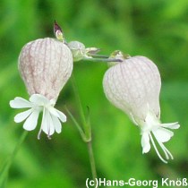 Aufgeblasenes Leimkraut - Linaria vulgaris