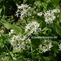 Brlauch - Allium ursinumn