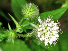 Behaarte Karde - Dipsacus pilosus