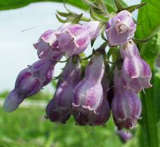 Beinwell - Symphytum officinale