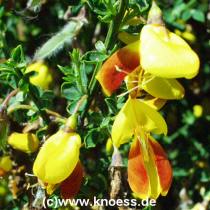 Besenginster Cytisus scorparius