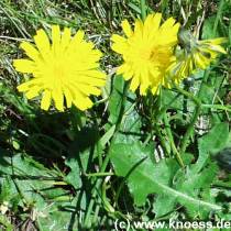 Gewhnliches Bitterkraut - Picris hieracioides