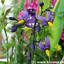 Bittersuesser Nachtschatten - Solanum dulcamara