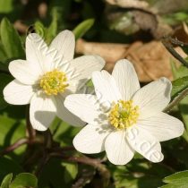 Busch-Windrschen Anemone nemorosa