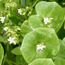 Claytonie - Claytonia perfoliata