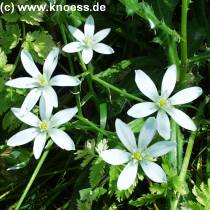 Doldiger Milchstern Ornithogalum umbellatum