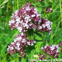 Dost - Oreganum vulgare - Wilder Majoran Oregano