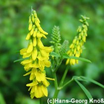 Echter Steinklee - Melliotus officinalis