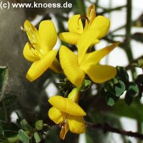 Englischer Ginster - Genista anglica