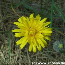 Ferkelkraut - Hypochoeris radicata