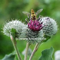 Filzige Klette - Arctium tomentosum