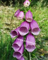 Roter Fingerhut - Digitalis purpurea