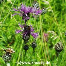 Skabiosen-Flockenblume, Centaurea scabiosa