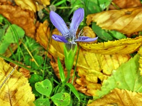 Fransen.Enzian - Gentianella ciliata