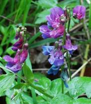 Frhlings-Platterbse - Lathyrus vernus