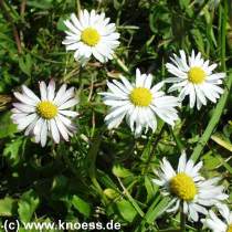 Gnseblmchen - Bellis perennis