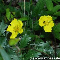 Gnsefingerkraut, Potentilla erecta