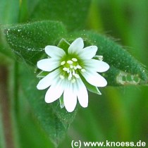 Gewhnliches Hornkraut, Cerastium fontanum