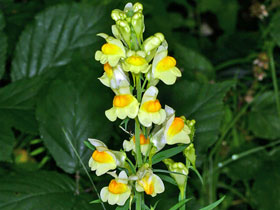 Gewhnliches Leinkraut - Linaria vulgaris