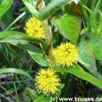 Straussbluetiger Gilbweiderich - Lysimachia thyrsiflora