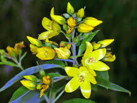 Gewhnlicher Gilbweiderich - Lysimachia vulgaris