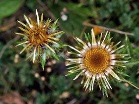 Golddistel - Carlina vulgaris