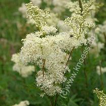 Groes Mdes - Filipendula ulmaria