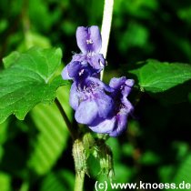 Gundermann, Gundelrebe - Glechoma hederacea