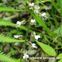 Gewhnliches Hexenkraut - Circaea lutetiana