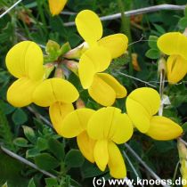 Hornklee - Lotus corniculatus