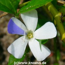 Kleines Immergrn - Vinca minor