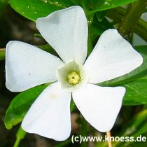 Kleines Immergrn - Vinca minor