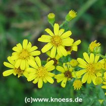 Jakobs-Greiskraut - Senecio jacobaea