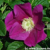 Kartoffel-Rose, Runzel-Rose - Rosa rugosa