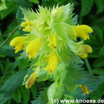 Grosser Klappertopf - Rhinanthus serotinus